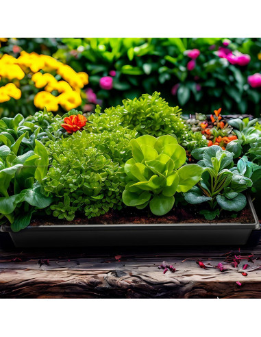 Bandeja de Plantas 1020 RooTrimmer con Domo Alto 18.54 cm - 5 Piezas