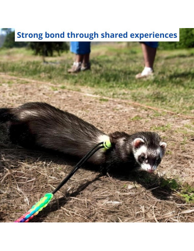 Arnés y Correa Ajustable para Hurones Homedy Azul Mini