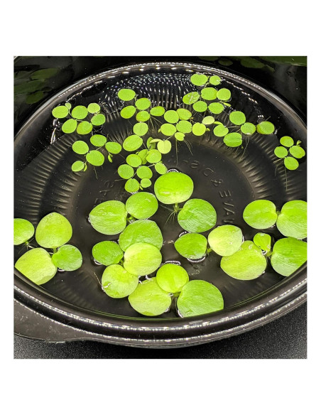 Combo 12 Plantas Flotantes HIRO AQUATICS para Acuarios