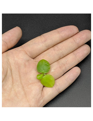 Combo 12 Plantas Flotantes HIRO AQUATICS para Acuarios