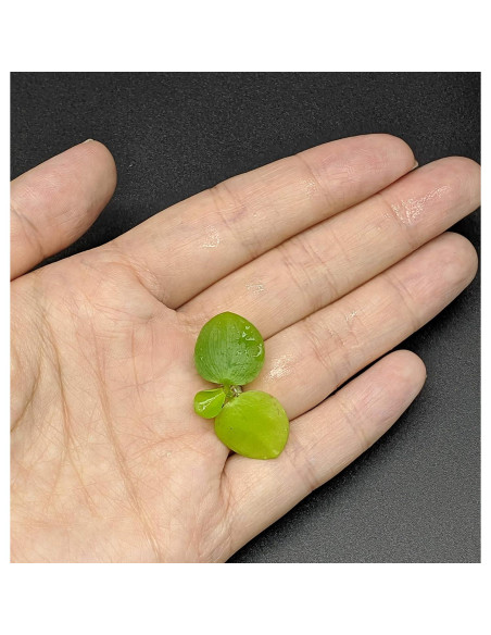 Combo 12 Plantas Flotantes HIRO AQUATICS para Acuarios