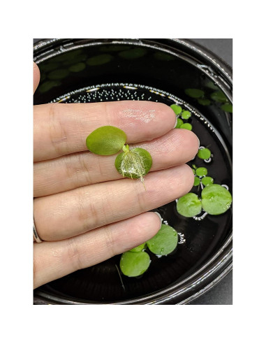 Combo 12 Plantas Flotantes HIRO AQUATICS para Acuarios