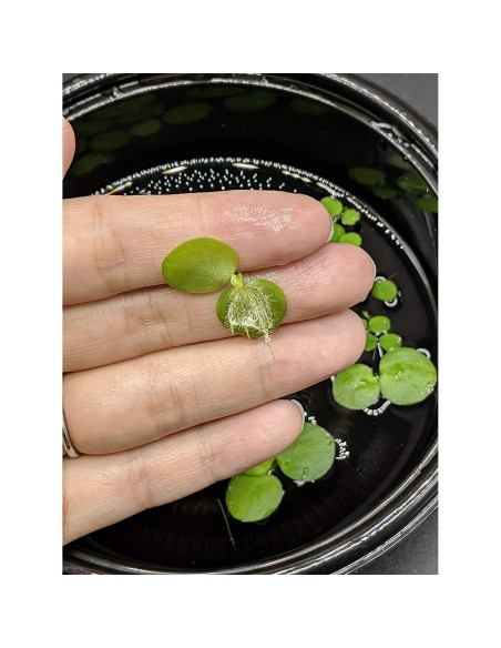 Combo 12 Plantas Flotantes HIRO AQUATICS para Acuarios