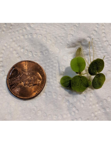 Combo 12 Plantas Flotantes HIRO AQUATICS para Acuarios