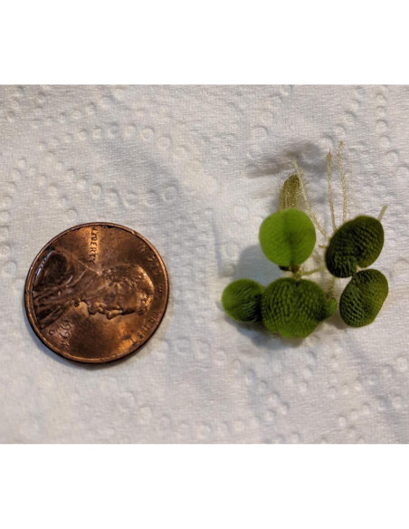 Combo 12 Plantas Flotantes HIRO AQUATICS para Acuarios