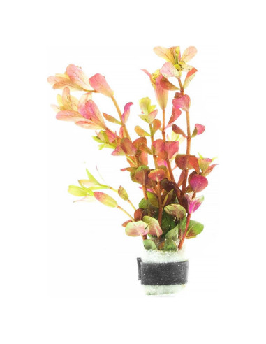 Planta Acuática Rotala Rotundifolia Jugo Naranja - 1 Ramo