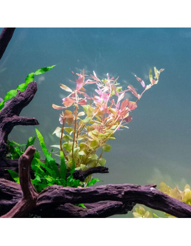 Planta Acuática Rotala Rotundifolia Jugo Naranja - 1 Ramo