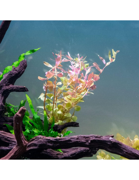 Planta Acuática Rotala Rotundifolia Jugo Naranja - 1 Ramo