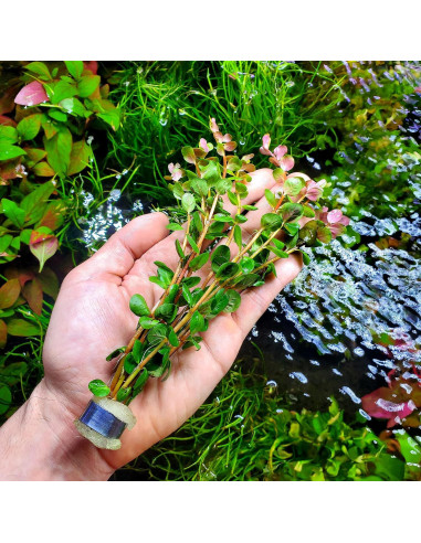 Planta Acuática Rotala Rotundifolia Jugo Naranja - 1 Ramo