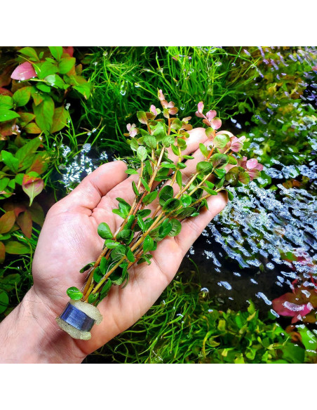 Planta Acuática Rotala Rotundifolia Jugo Naranja - 1 Ramo