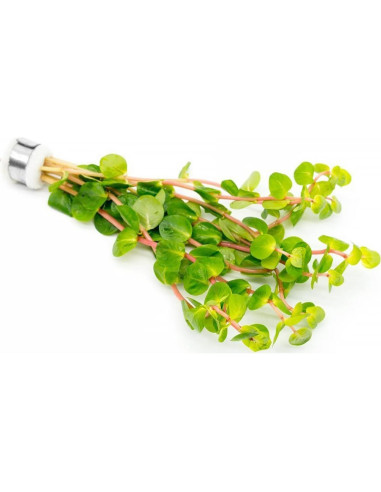 Planta Acuática Rotala Rotundifolia Jugo Naranja - 1 Ramo