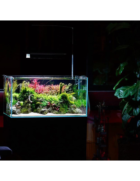 Planta Acuática Rotala Rotundifolia Jugo Naranja - 1 Ramo