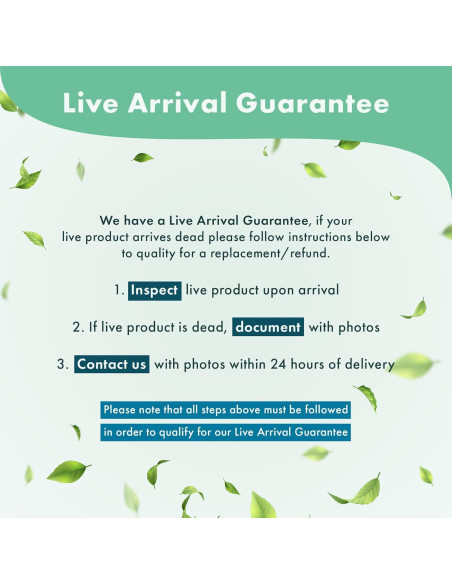 Planta Acuática Rotala Rotundifolia Jugo Naranja - 1 Ramo