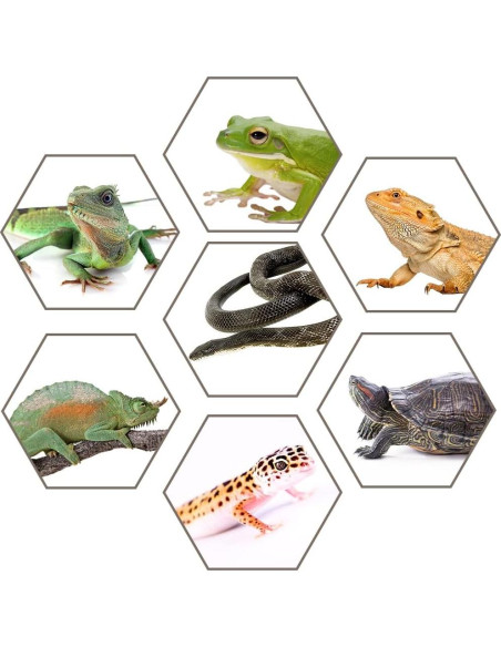 Caja de Alimentación para Reptiles Hamiledyi 2 Piezas 32x22cm