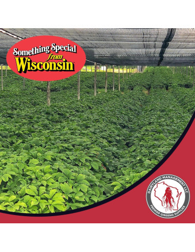 Bolsitas de Té de Ginseng Americano Dairyland 20 Unidades - Sin OGM