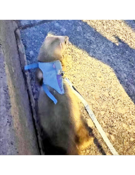 Arnés Chaleco para Mascotas Pequeñas MQQYLBHDS Dinosaurio Azul