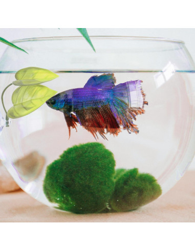 Tubo de Túnel para Peces Betta Jb - Accesorios Acuario Negro