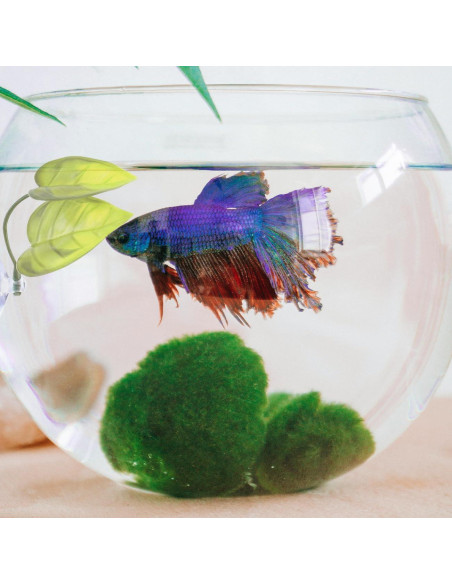 Tubo de Túnel para Peces Betta Jb - Accesorios Acuario Negro