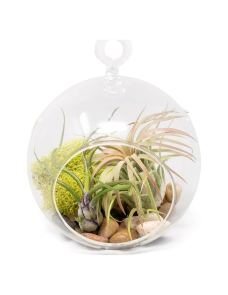 Kit Terrario de Vidrio con Plantas de Aire Tillandsia - 11.4 cm Kit Terrario de Vidrio con Plantas de Aire Tillandsia - 11.4 cm