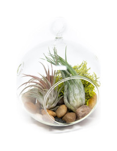 Kit Terrario de Vidrio con Plantas de Aire Tillandsia - 11.4 cm 2