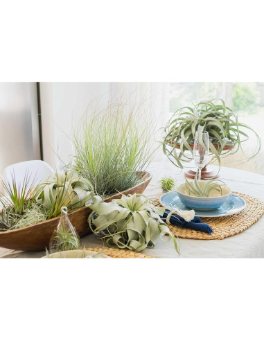Kit Terrario de Vidrio con Plantas de Aire Tillandsia - 11.4 cm