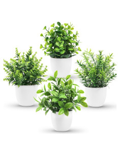 Plantas Falsas Der Rose en Macetas - Paquete de 4 Mini Plantas