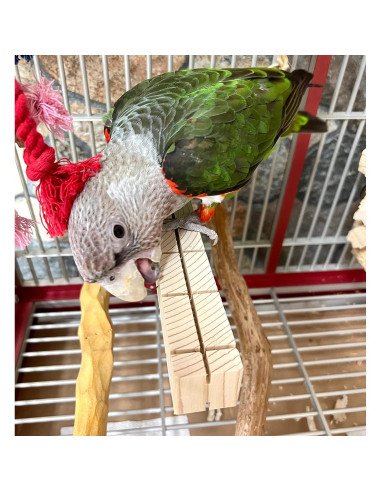 Palos de Masticar para Loros Parrot Wizard - Juego de 6