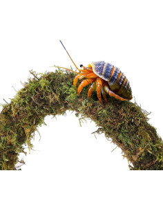 Accesorios para Cangrejo Ermitaño Mechpia - 5 Piezas Naturales 2