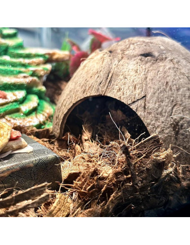 Accesorios para Cangrejo Ermitaño Mechpia - 5 Piezas Naturales