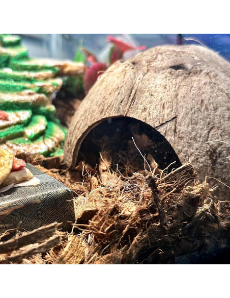 Accesorios para Cangrejo Ermitaño Mechpia - 5 Piezas Naturales