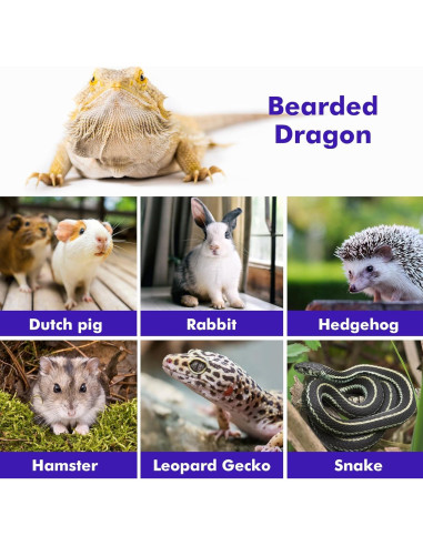 Arnés Ajustable para Lagartija Dragón Barbudo LIKZINWA - 4 Tamaños