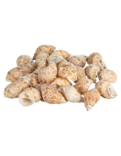 Conchas para Cangrejos Ermitaños Nautical Crush 24 Unidades