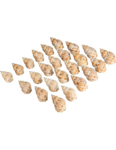 Conchas para Cangrejos Ermitaños Nautical Crush 24 Unidades 2