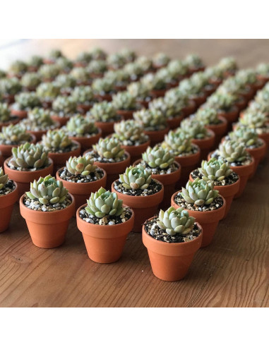 Macetas de terracota HERDUK 8.1 cm con plato - Paquete de 18