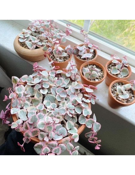 Macetas de terracota HERDUK 8.1 cm con plato - Paquete de 18 Macetas de terracota HERDUK 8.1 cm con plato - Paquete de 18