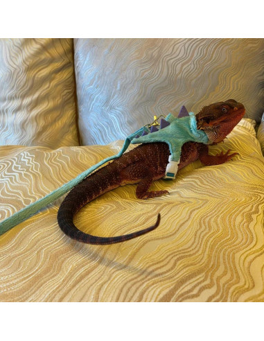 Conjunto Arnés y Correa SEZDEKI para Dragón Barbudo Azul