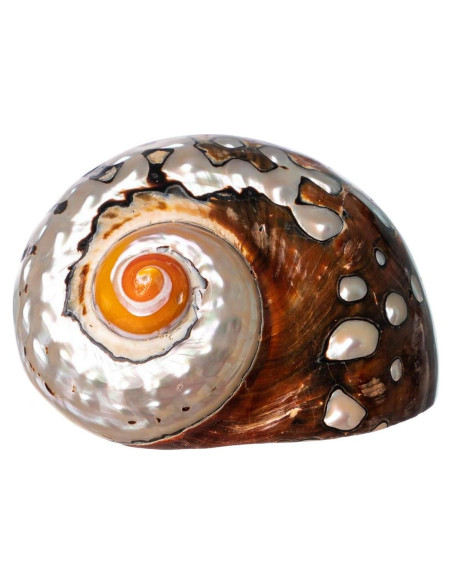 Concha Turbo Africana Sarmaticus 7.6-8.9 cm para Cangrejo