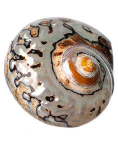 Concha Turbo Africana Sarmaticus 7.6-8.9 cm para Cangrejo 2