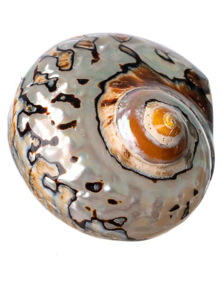 Concha Turbo Africana Sarmaticus 7.6-8.9 cm para Cangrejo