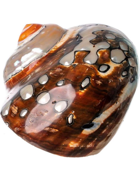 Concha Turbo Africana Sarmaticus 7.6-8.9 cm para Cangrejo