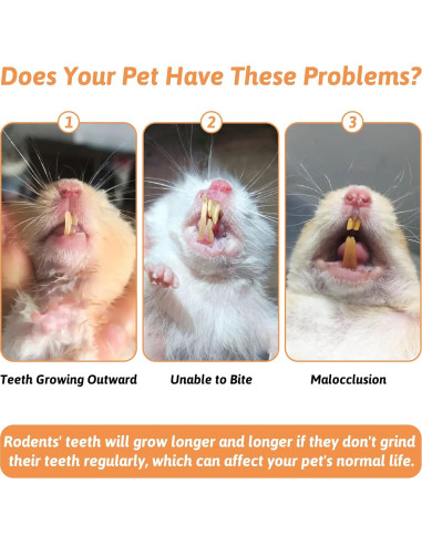 Juguetes para Roer de Calabaza Fhiny - 6 PCS para Conejos y Cuyos