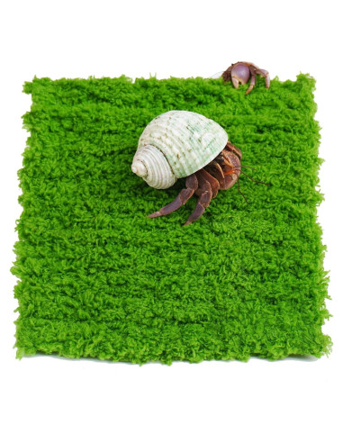 Pared de Escalada para Cangrejo Ermitaño Jinymral 15.24 cm