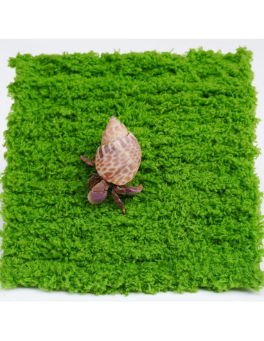 Pared de Escalada para Cangrejo Ermitaño Jinymral 15.24 cm