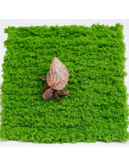 Pared de Escalada para Cangrejo Ermitaño Jinymral 15.24 cm