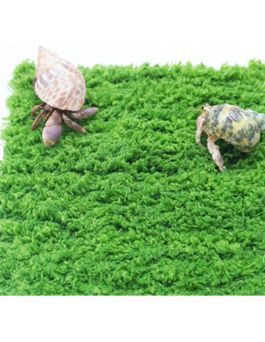 Pared de Escalada para Cangrejo Ermitaño Jinymral 15.24 cm