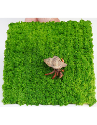 Pared de Escalada para Cangrejo Ermitaño Jinymral 15.24 cm