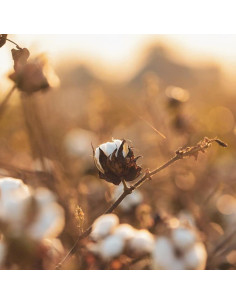 Bolas de Algodón Orgánico Organyc para Piel Sensible - 100 Unidades 2