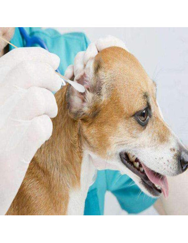 Hisopos de Algodón Grande 200pcs para Mascotas y Limpieza