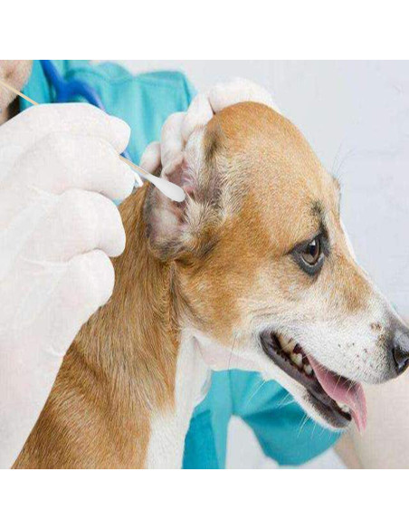 Hisopos de Algodón Grande 200pcs para Mascotas y Limpieza