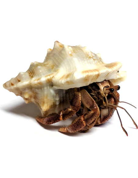 Cangrejo Ermitaño Vivo Nature Gift Store + Concha Extra
